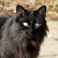 Black Cat Close Up - Free High Resolution Photo Black Cat Close Up - Free High Resolution Photo