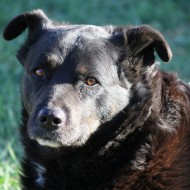 Black Dog Close Up - Free High Resolution Photo Black Dog Close Up - Free High Resolution Photo