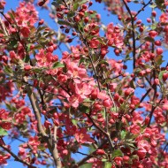 Blooming Pink Crabapple Tree - Free High Resolution Photo