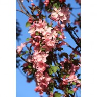 branch-covered-with-pink-crabapple-blossoms-thumbnail