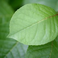 Chokecherry Leaf - Free High Resolution Photo
