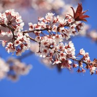 Cistena Plum Blossoms - Free High Resolution Photo