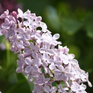 Cluster of Purple Lilacs - Free High Resolution Photo