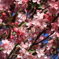 Crabapple Blossoms Pink - Free High Resolution Photo