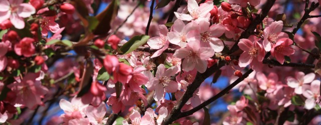 Crabapple Blossoms Pink - Free High Resolution Photo
