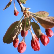 Crabapple Flower Buds - Free High Resolution Photo
