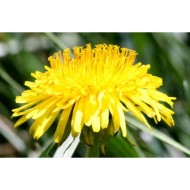 dandelion-close-up-thumbnail