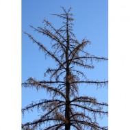 dead-pine-tree-thumbnail