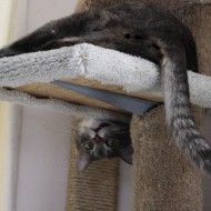 Funny Cat Hanging Upside Down on Kitty Tree - Free High Resolution Photo