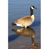 goose-standing-in-water-thumbnail
