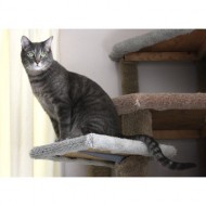 gray-tabby-cat-perched-on-kitty-climbing-tree-thumbnail