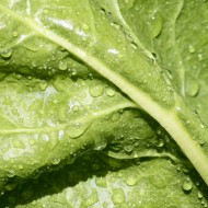 Leaf Texture with Drops of Water - Free High Resolution Photo