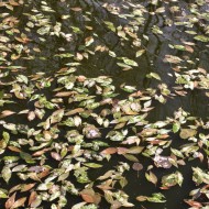 Leaves Floating on Water Texture - Free High Resolution Photo