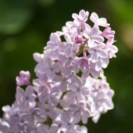 Lilacs - Free high resolution photo Lilacs - Free high resolution photo