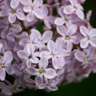 Lilacs Close Up - Free High Resolution Photo