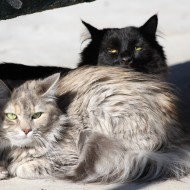 Long Haired Cats at the Park - Free High Resolution Photo Long Haired Cats at the Park - Free High Resolution Photo
