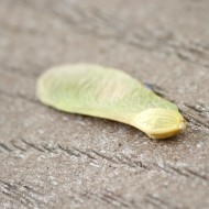 Maple Seed Pod - Free High Resolution Photo