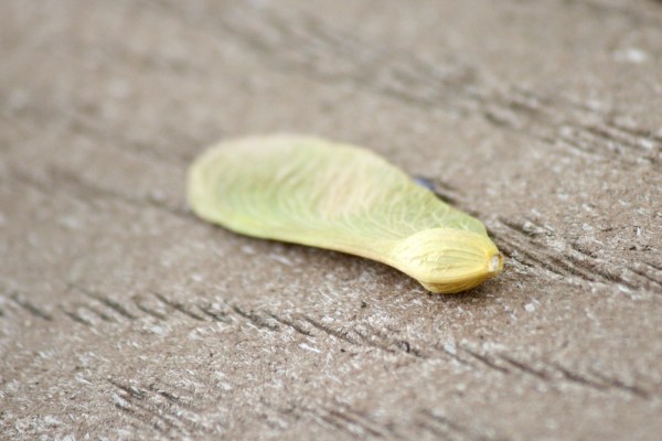 Maple Seed Pod - Free High Resolution Photo