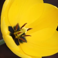 Open Yellow Tulip - Free High Resolution Photo