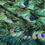 Peacock Feathers Texture - Free High Resolution Photo Peacock Feathers Texture - Free High Resolution Photo