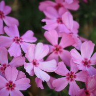 Pink Flowers on Creeping Phlox - Free High Resolution Photo