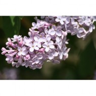 purple-lilac-blossoms-thumbnail