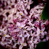 Purple Lilac Flowers - Free High Resolution Photo