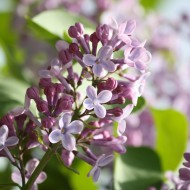 Purple Lilacs Starting to Bloom - Free High Resolution Photo