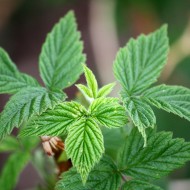 Raspberry Leaves - Free High Resolution Photo