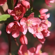 Red Blossoms - Free High Resolution Photo