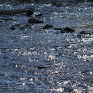 River Water - Free High Resolution Photo