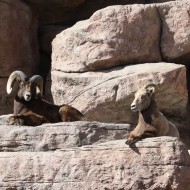 Rocky Mountain Bighorn Sheep - Free High Resolution Photo Rocky Mountain Bighorn Sheep - Free High Resolution Photo