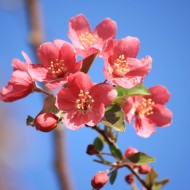 Salmon Pink Blossoms - Free High Resolution Photo