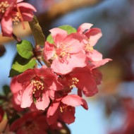Salmon Red Blossoms - Free High Resolution Photo
