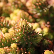 Sedum Angelina Macro Close Up - Free high resolution photo