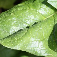 Spinach Leaf Close Up - Free High Resolution Photo Spinach Leaf Close Up - Free High Resolution Photo