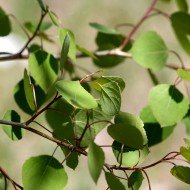 Spring Aspen Leaves - Free High Resolution Photo