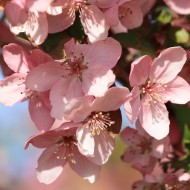 Spring Blossoms on Pink Crabapple Tree - Free High Resolution Photo