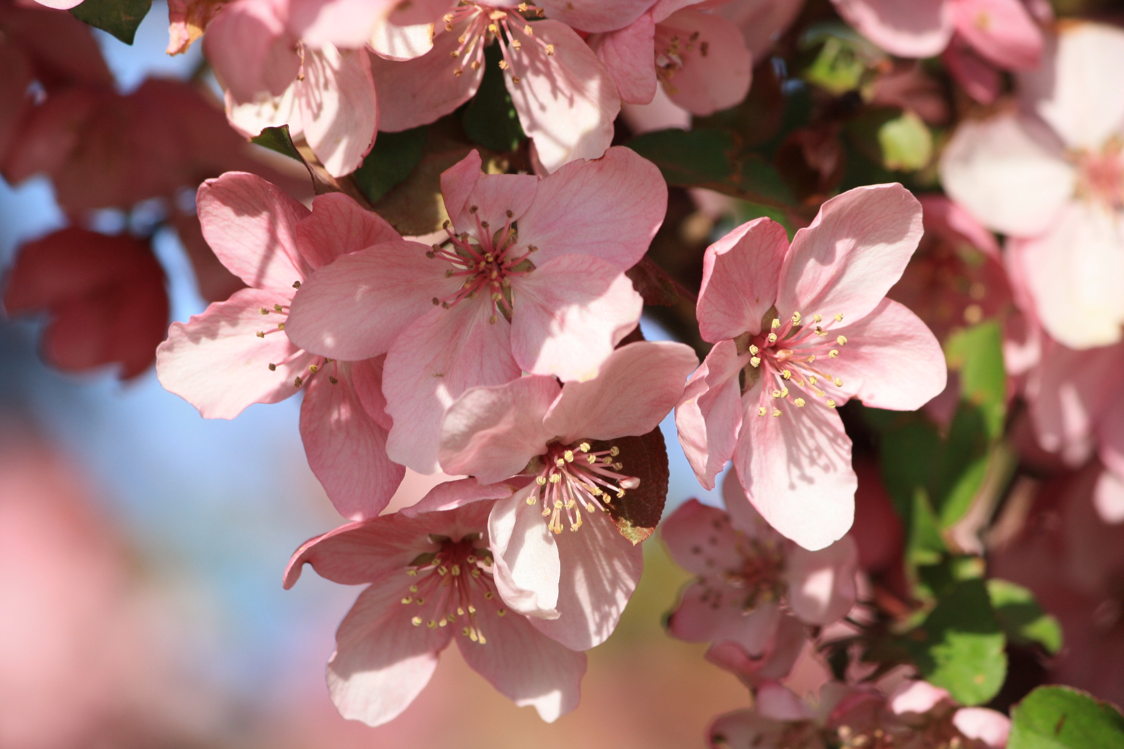 Spring Blossoms on Pink Crabapple Tree Picture | Free Photograph