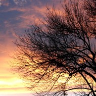 Sunset Clouds and Leafless Tree - Free High Resolution Photo