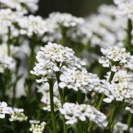 Sweet Alyssum White Flowers - Free High Resolution Photo
