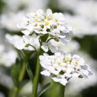 Sweet Alyssum White Flowers Close Up - Free High Resolution Photo