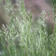 Tall Spring Grass Gone to Seed - Free High Resolution Photo