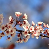 Tiny White Blossoms - Free High Resolution Photo