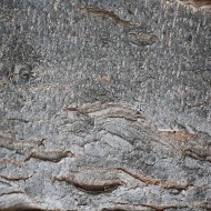 Tree Bark Close Up Texture - Free High Resolution Photo