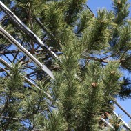 Tree Branches Near Power Lines - Free High Resolution Photo