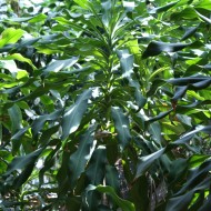 Tropical Foliage - Free High Resolution Photo