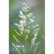 tuft-of-grass-gone-to-seed-thumbnail