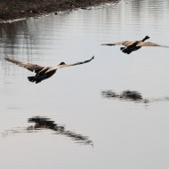Two Geese Flying Low Over Water - Free High Resolution Photo