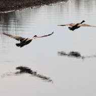 Two Geese Flying Low Over Water - Free High Resolution Photo Two Geese Flying Low Over Water - Free High Resolution Photo